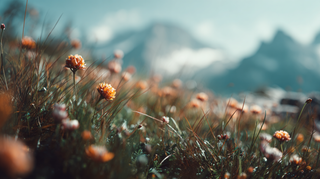 Blomsteressenser