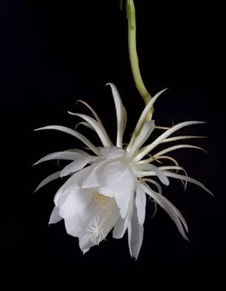 Hawaiian Essences Night Blooming Cereus (30 ml)